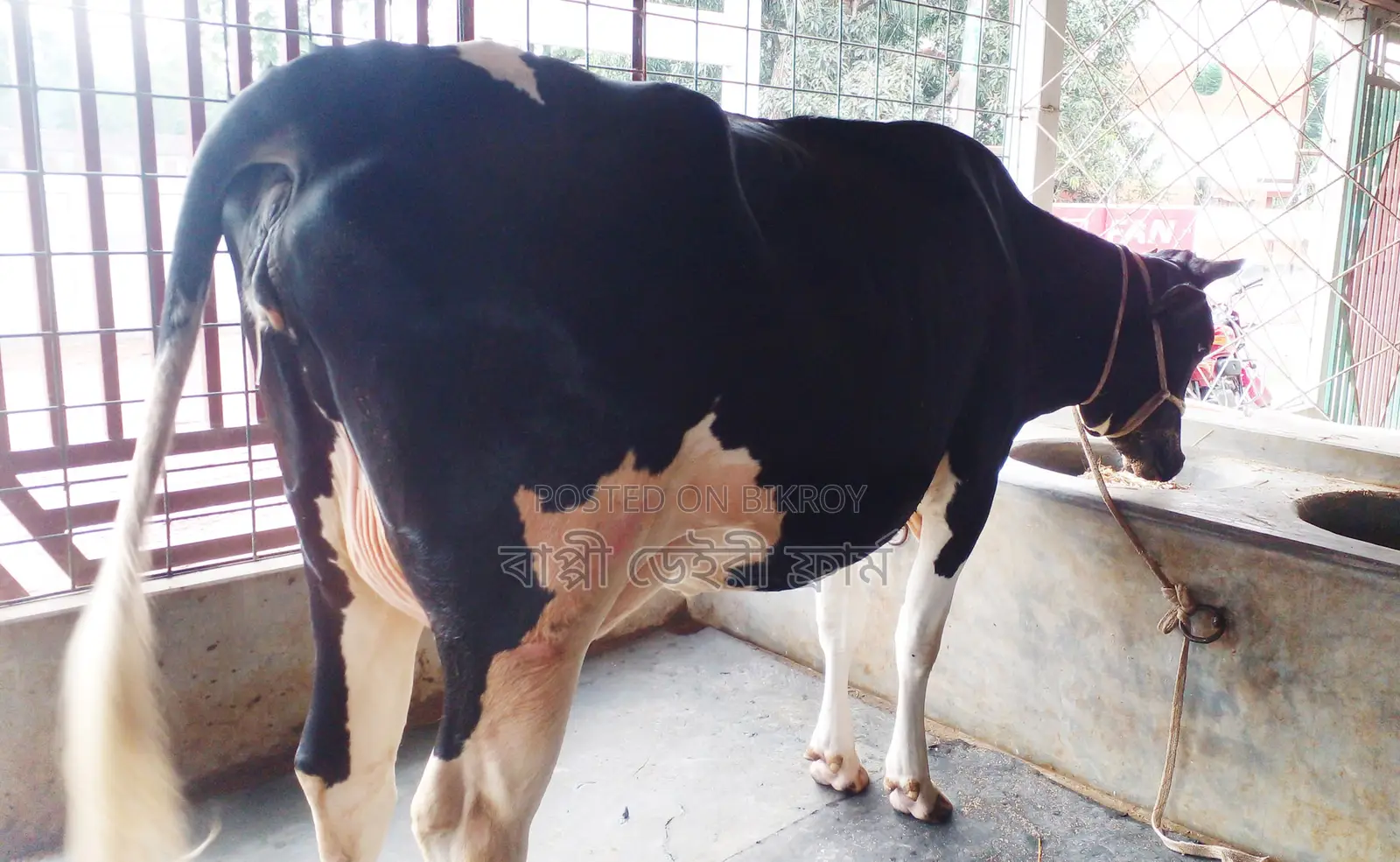 ১২৫৫নং নিঃসন্ধেহে গাভী কিনুন পোষার জন্য।