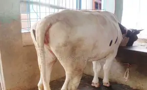 ১২৫৫ নং উন্নত জাতের বকনা ।