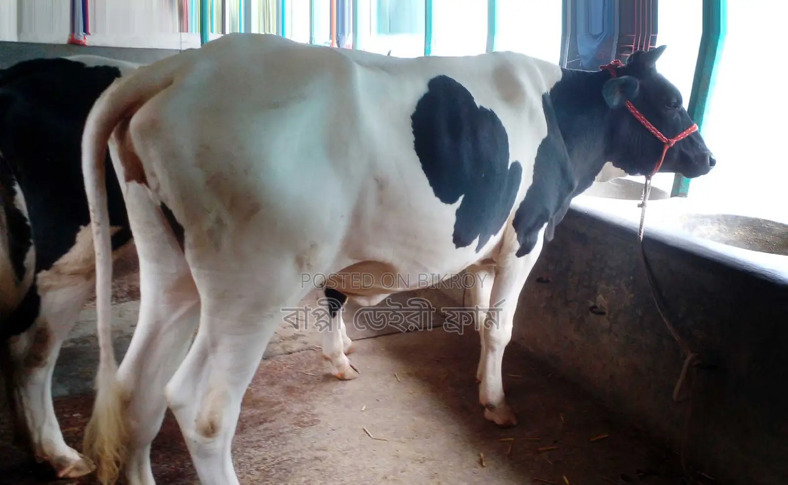 No. 1257 Buy a heifer for rearing.