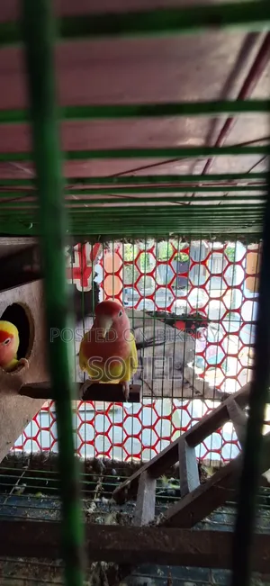 Love bird and Budgerigar, BRD Case, Food 3 kg, call directly