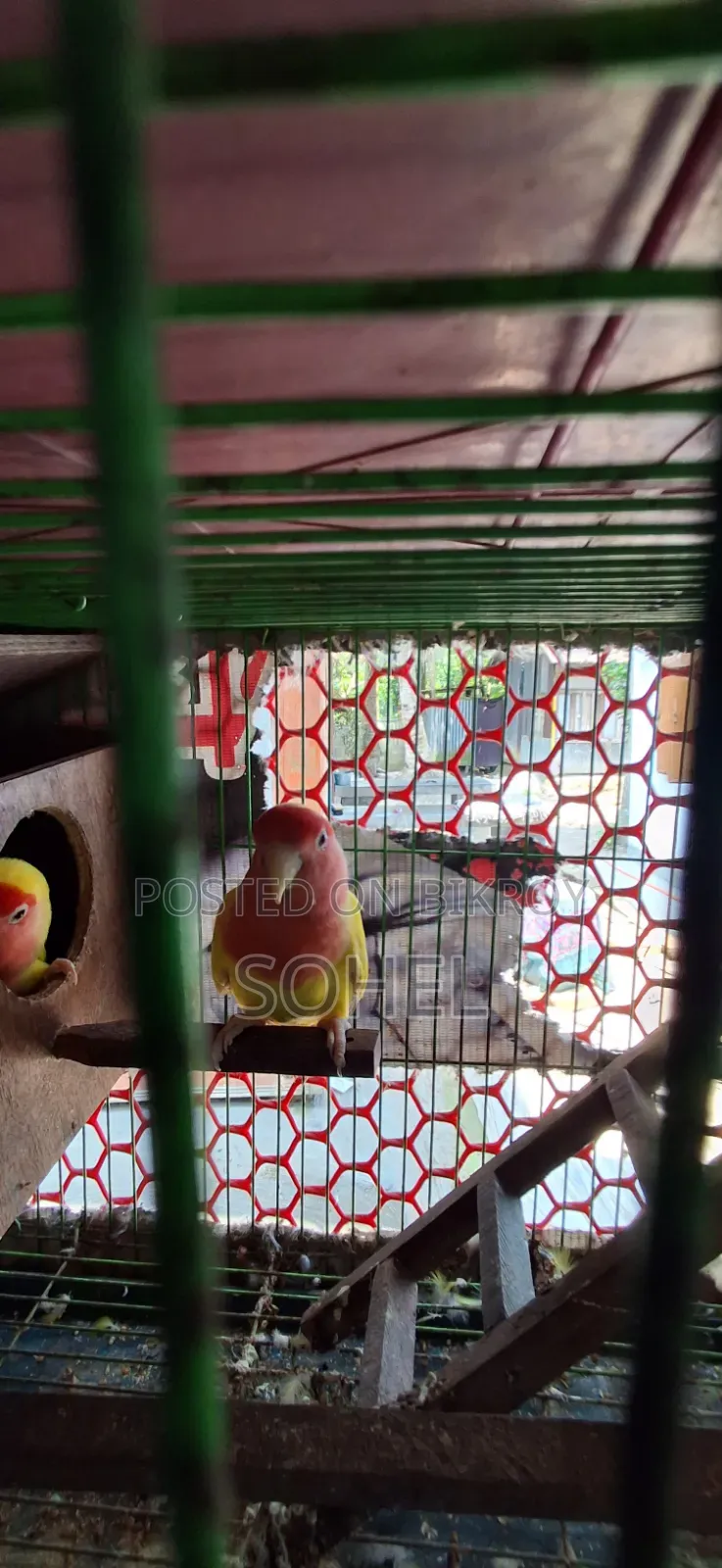 Love bird and Budgerigar, BRD Case, Food 3 kg, call directly