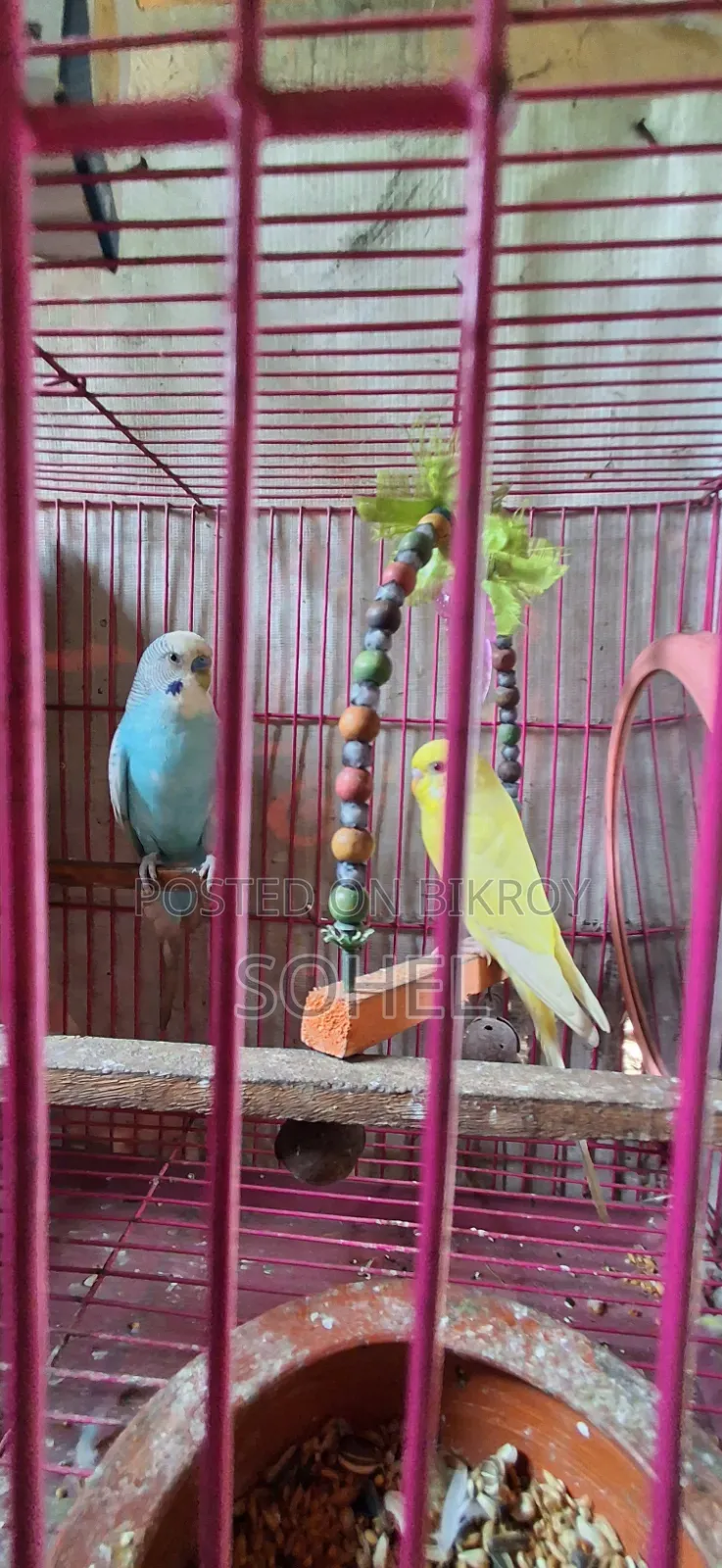 Love bird and Budgerigar, BRD Case, Food 3 kg, call directly