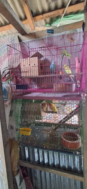 Love bird and Budgerigar, BRD Case, Food 3 kg, call directly