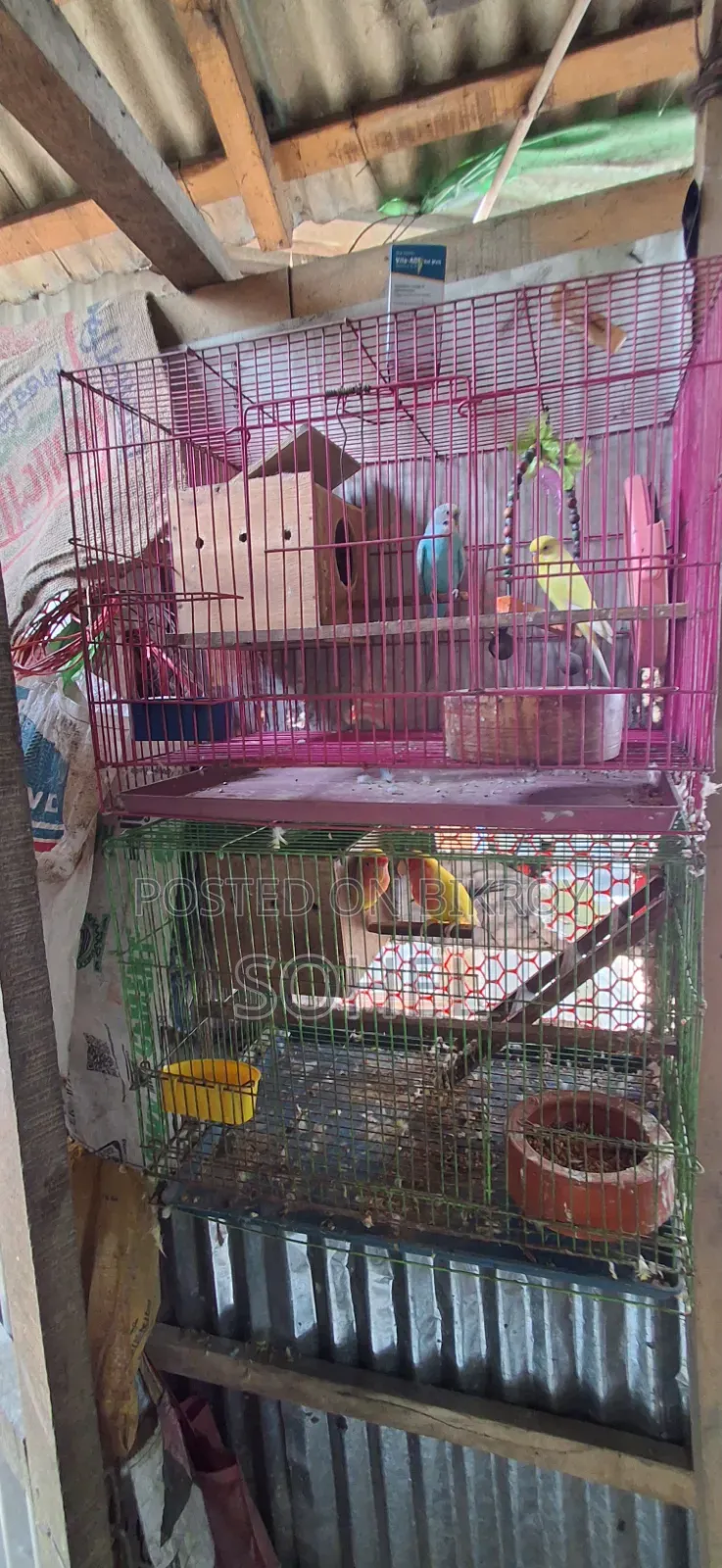 Love bird and Budgerigar, BRD Case, Food 3 kg, call directly