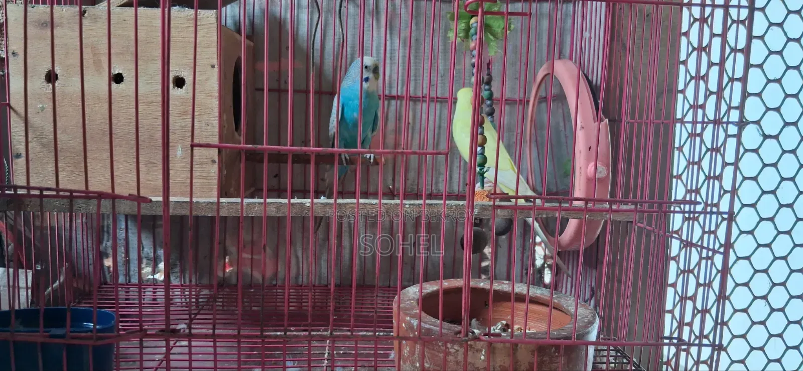 Love bird and Budgerigar, BRD Case, Food 3 kg, call directly
