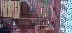 Love bird and Budgerigar, BRD Case, Food 3 kg, call directly