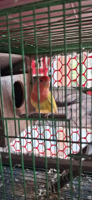 Love bird and Budgerigar, BRD Case, Food 3 kg, call directly