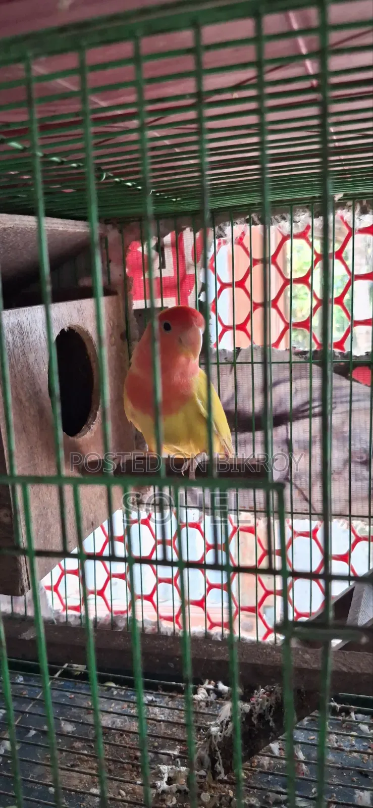 Love bird and Budgerigar, BRD Case, Food 3 kg, call directly