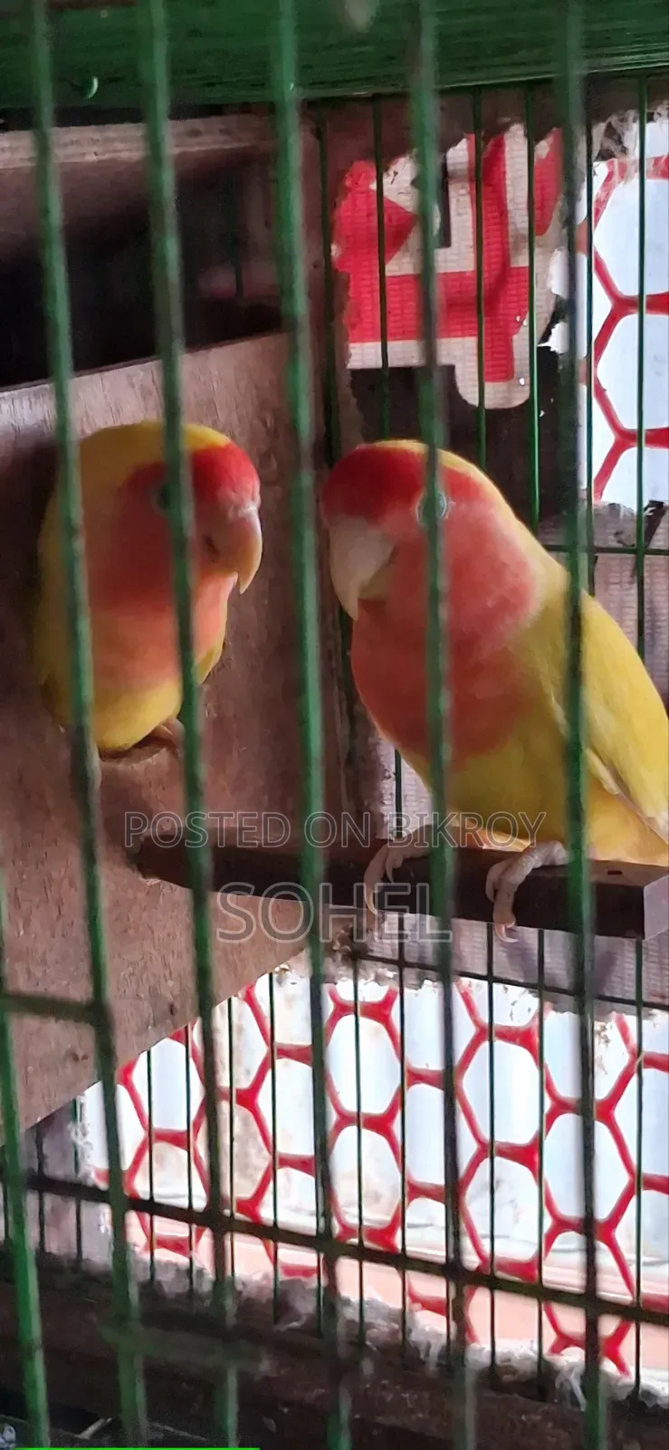 Love bird and Budgerigar, BRD Case, Food 3 kg, call directly