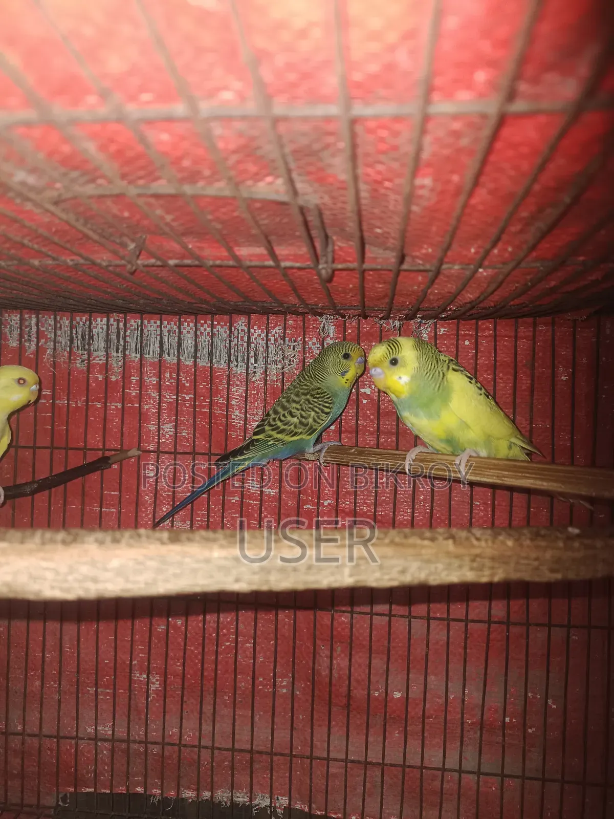 বাজারিকা পাখি