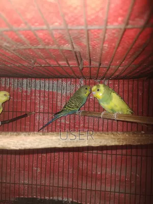 বাজারিকা পাখি