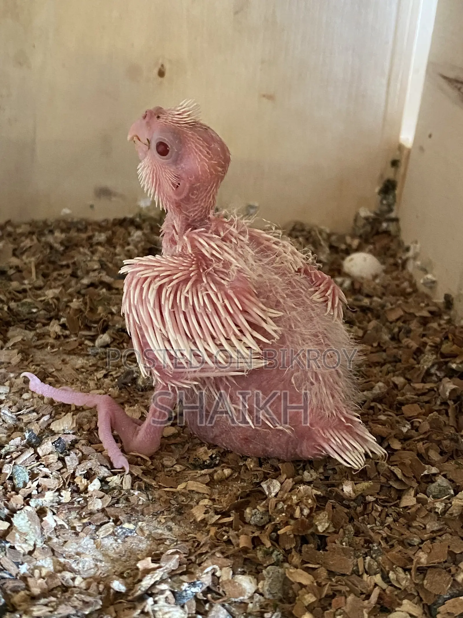 Tame Size Cockatiel Baby