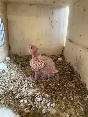 Tame Size Cockatiel Baby