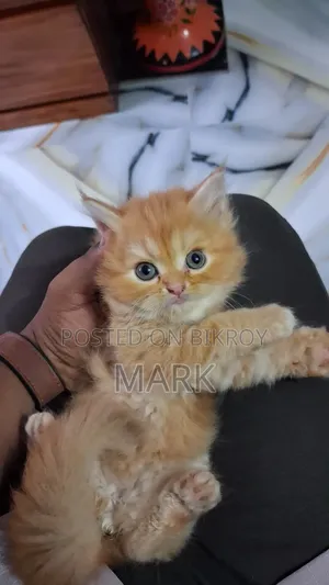 1-3 months Female Purebred Persian