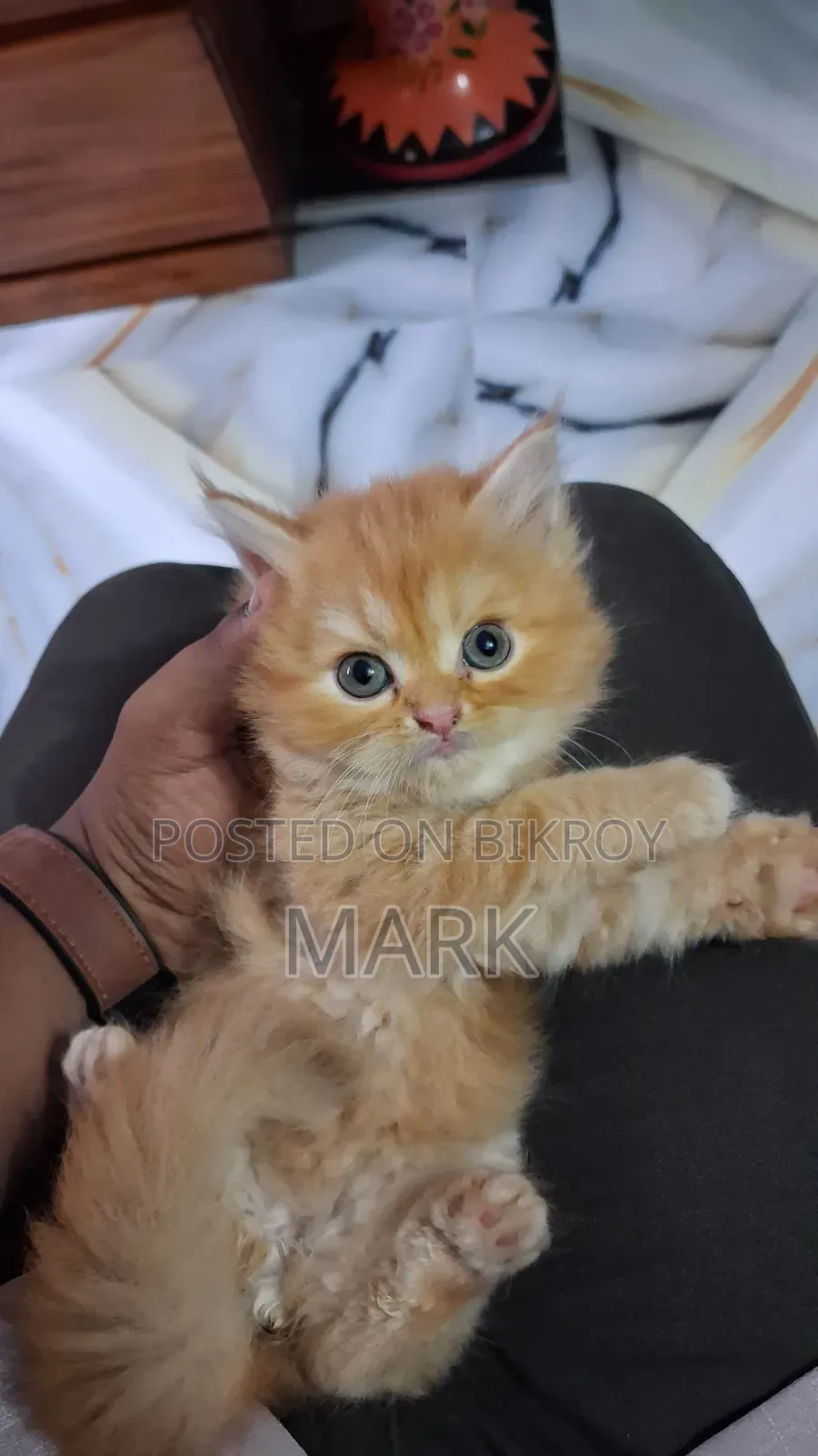 1-3 Months Female Purebred Persian
