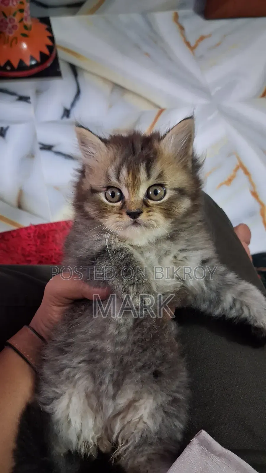 1-3 Months Female Purebred Persian
