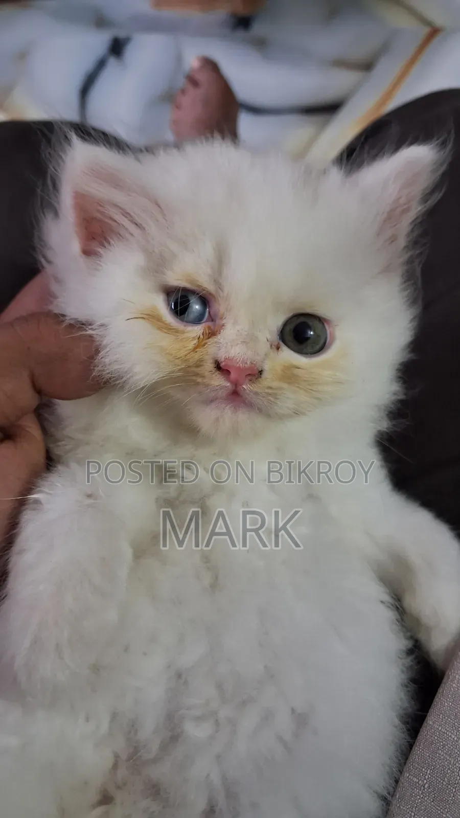 1-3 Months Female Purebred Persian