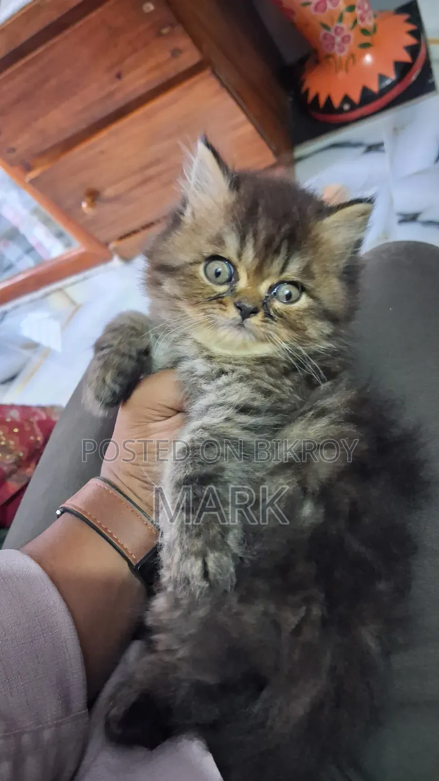 1-3 Months Female Purebred Persian