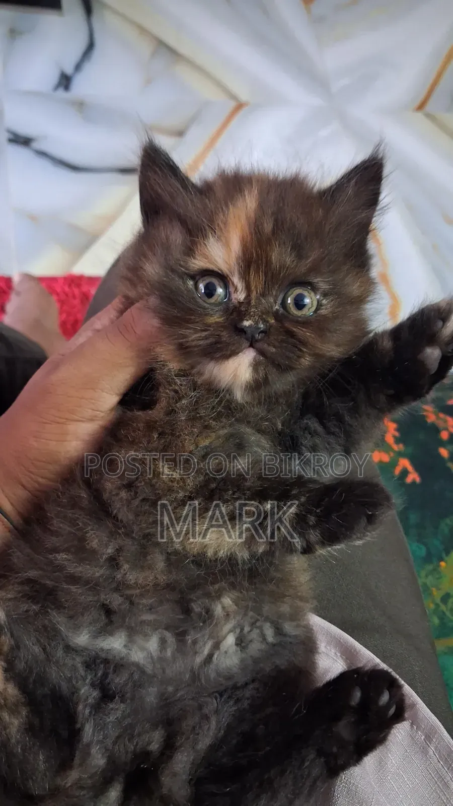 1-3 Months Female Purebred Persian