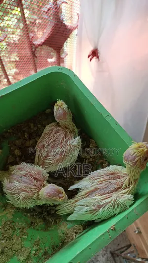 ককাটেল বেবি