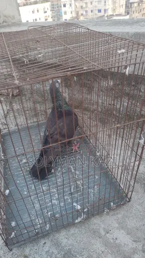ময়না জাক মাদি
