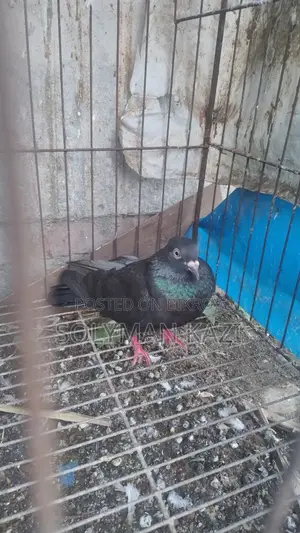Moyna Jak Madi