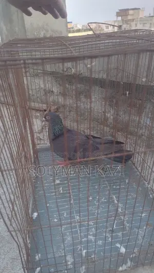 Moyna Jak Madi