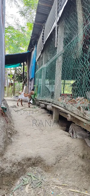 একটি ফার্মের নেট বিক্রি করা হবে