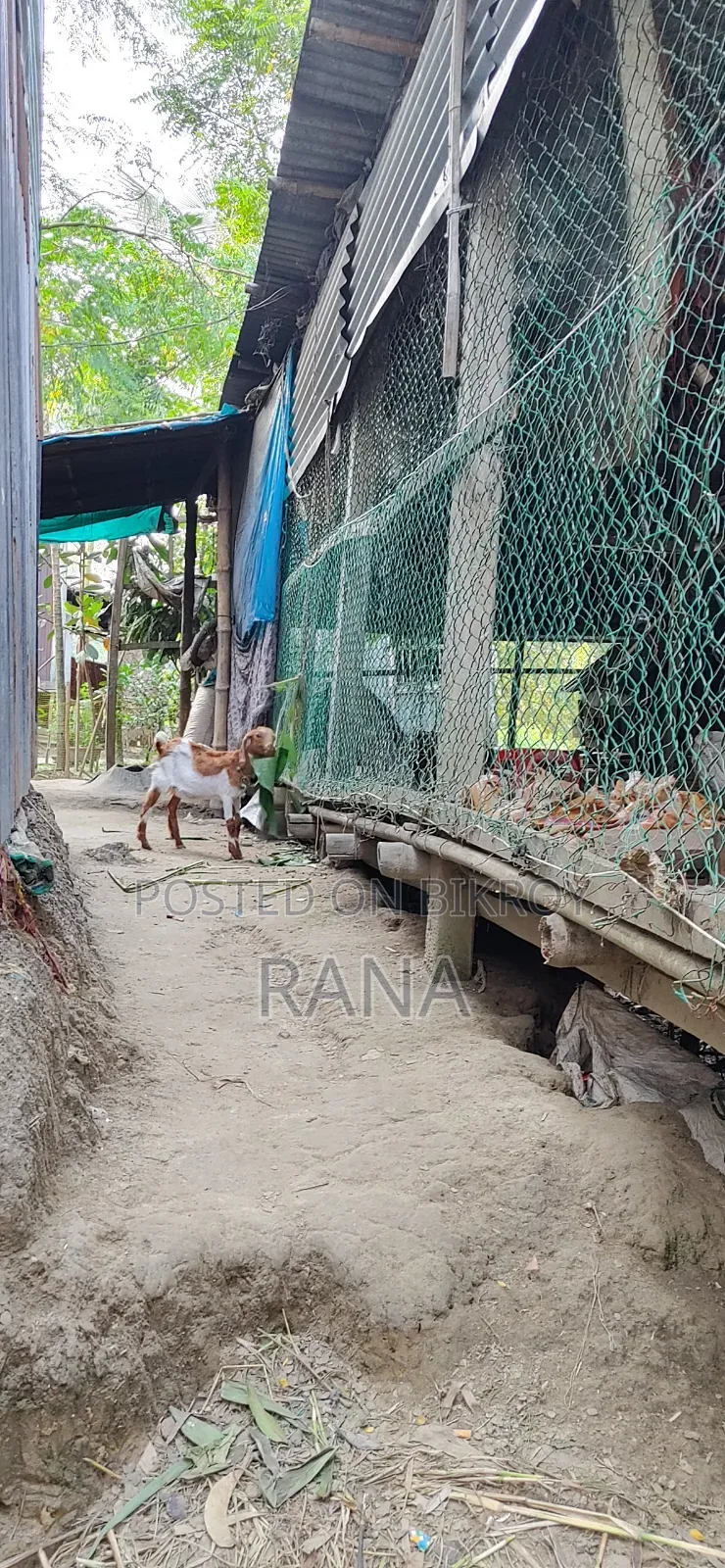 একটি ফার্মের নেট বিক্রি করা হবে