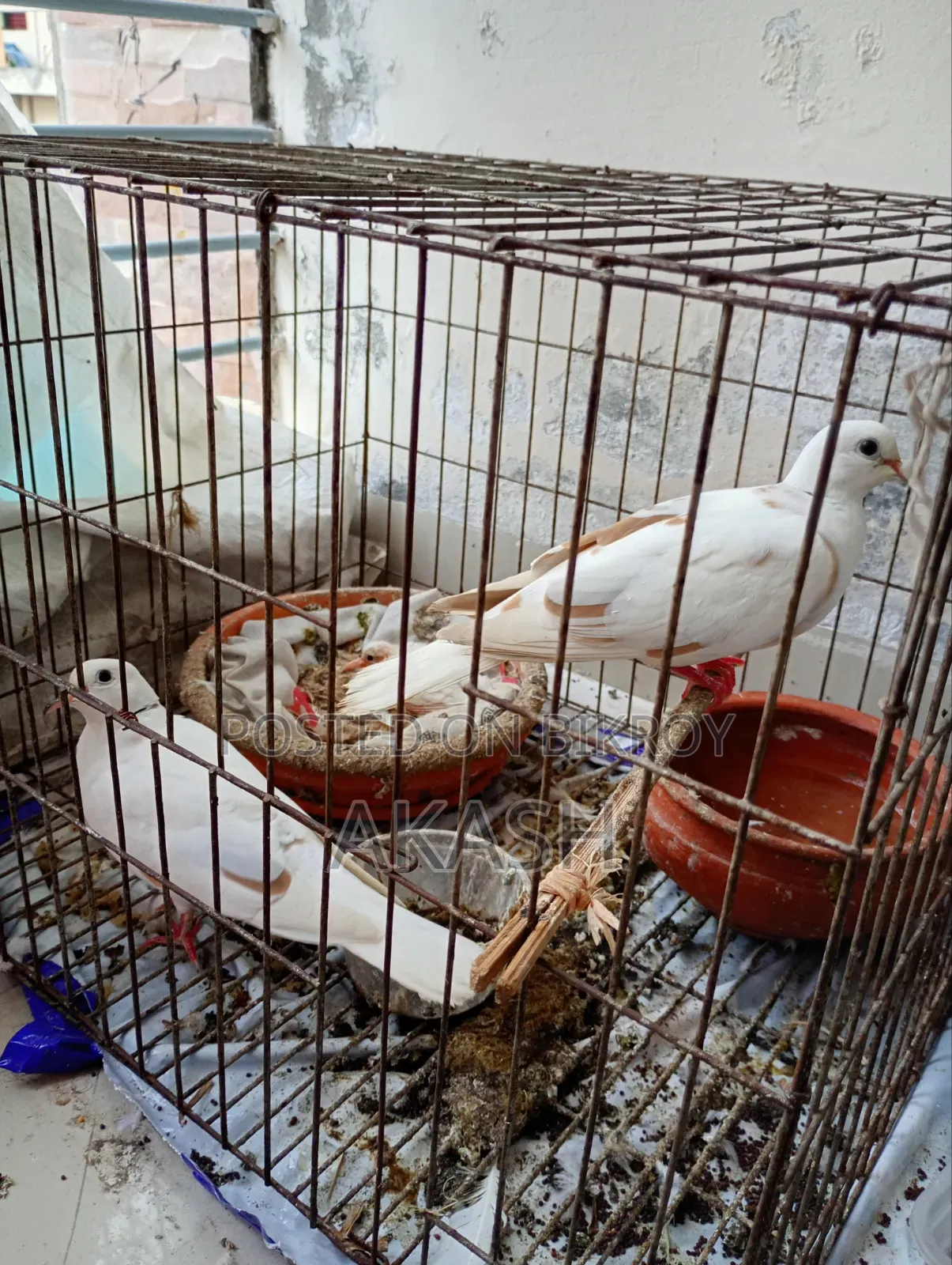 5 White Doves