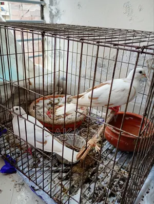 5 White Doves