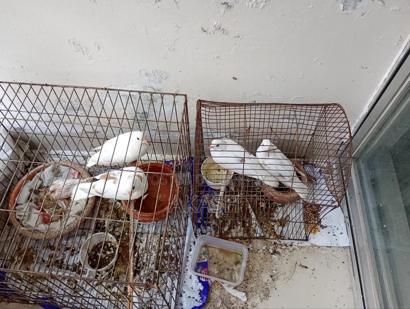 5 White Doves