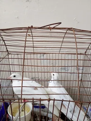 5 White Doves