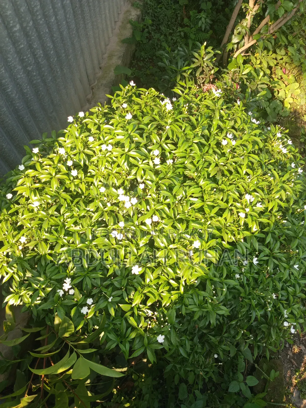 Tagar flower plant