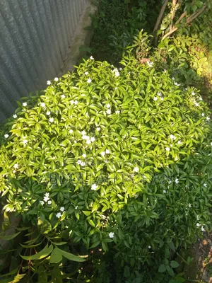 টগর ফুল গাছ