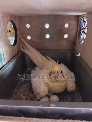 ককাটেল রানিং জোড়া