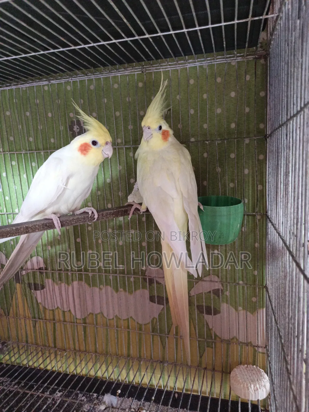 Cockatiel Running Pair