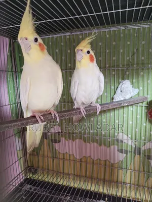 Cockatiel Running Pair