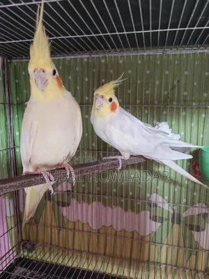 Cockatiel Running Pair