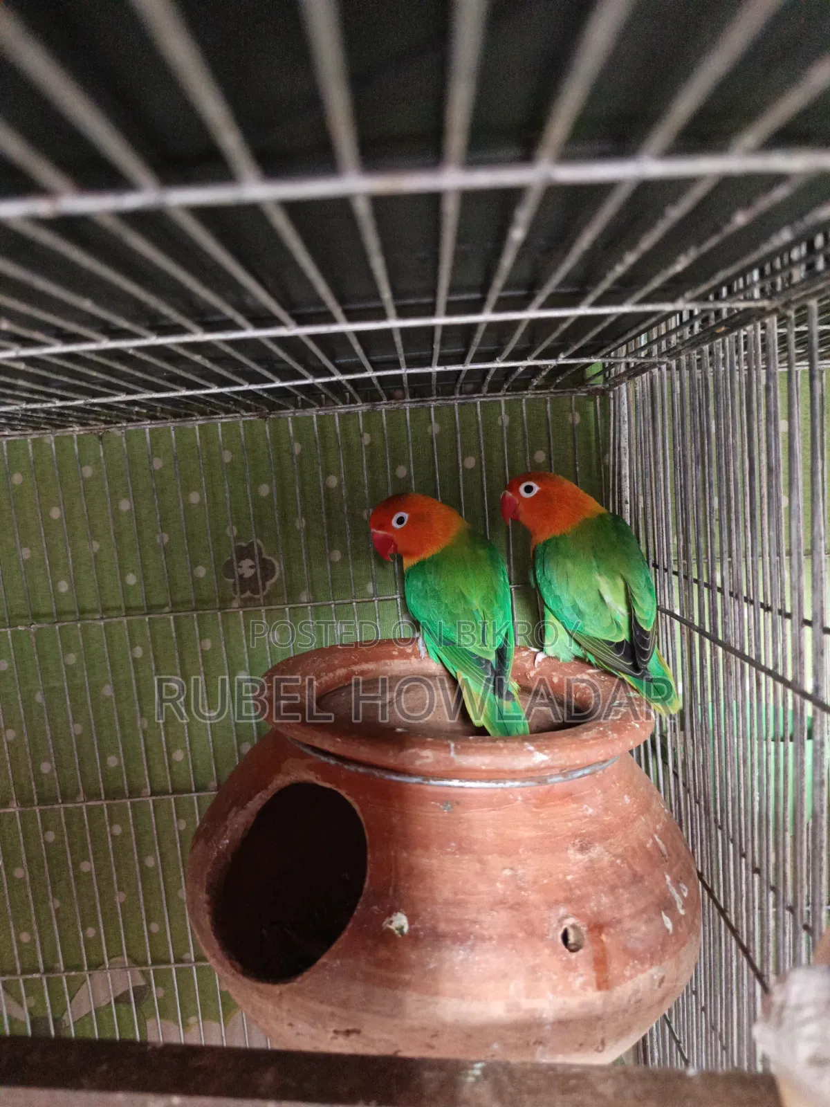 Running Lovebird Pair