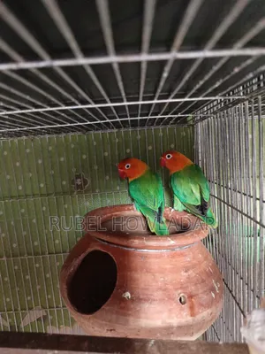 রানিং লাভ বার্ড জোড়া