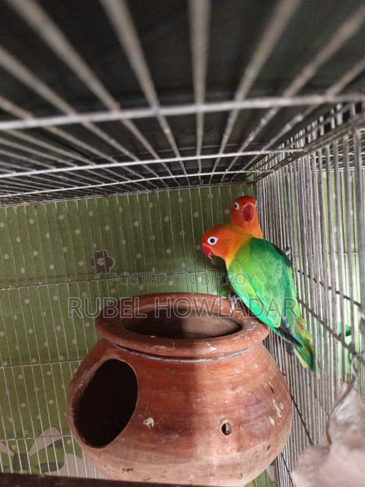 Running Lovebird Pair