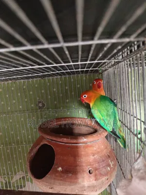 Running Lovebird Pair