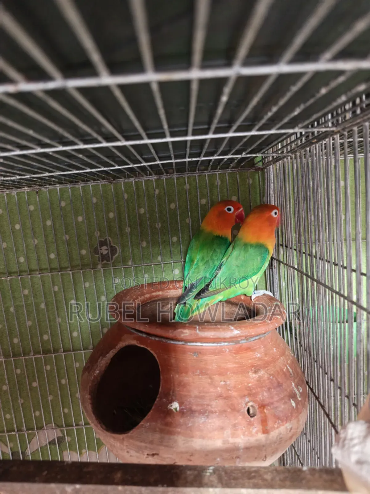 Running Lovebird Pair