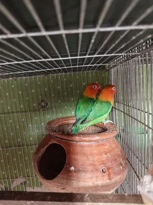 Running Lovebird Pair