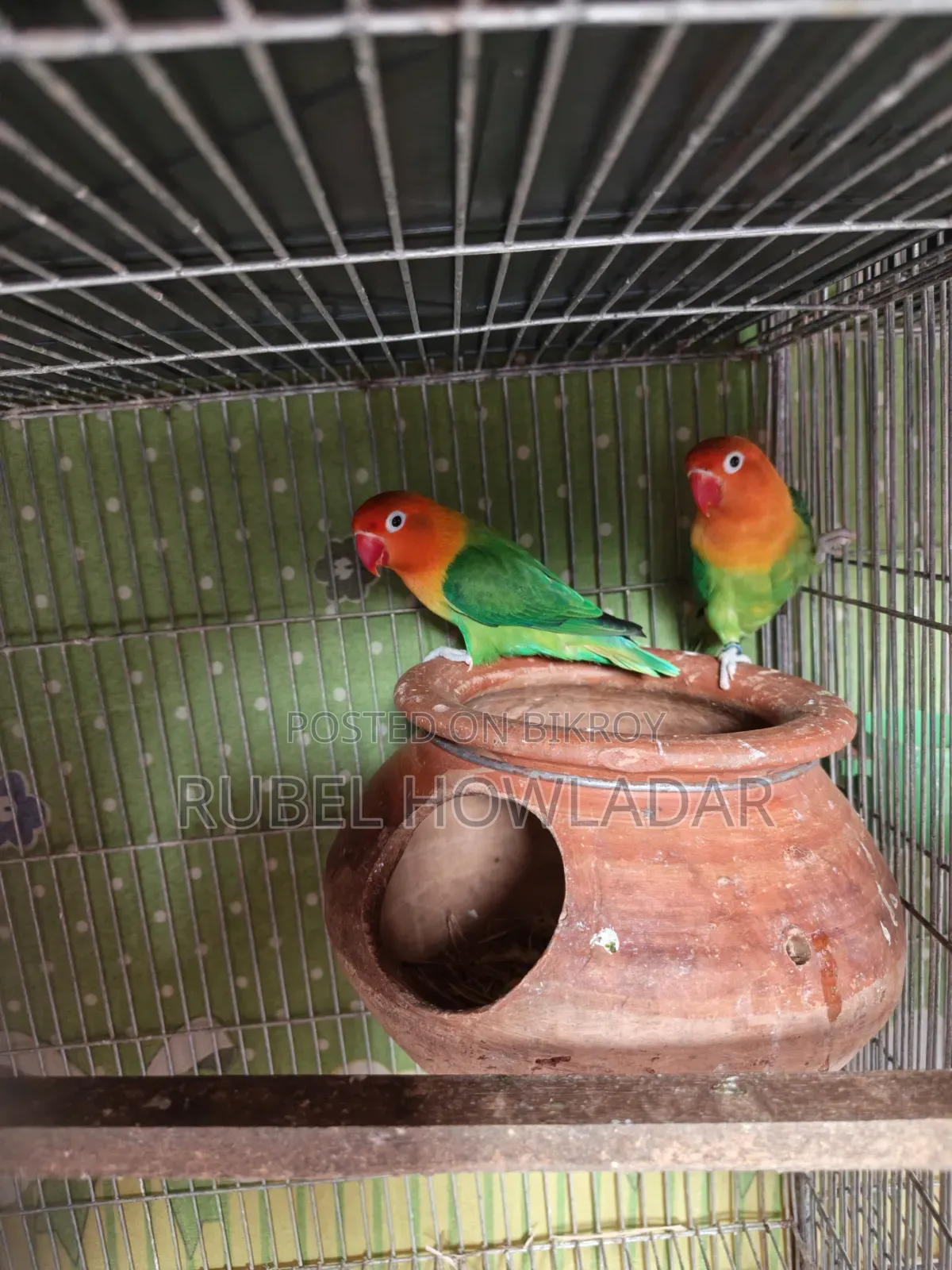 Running Lovebird Pair
