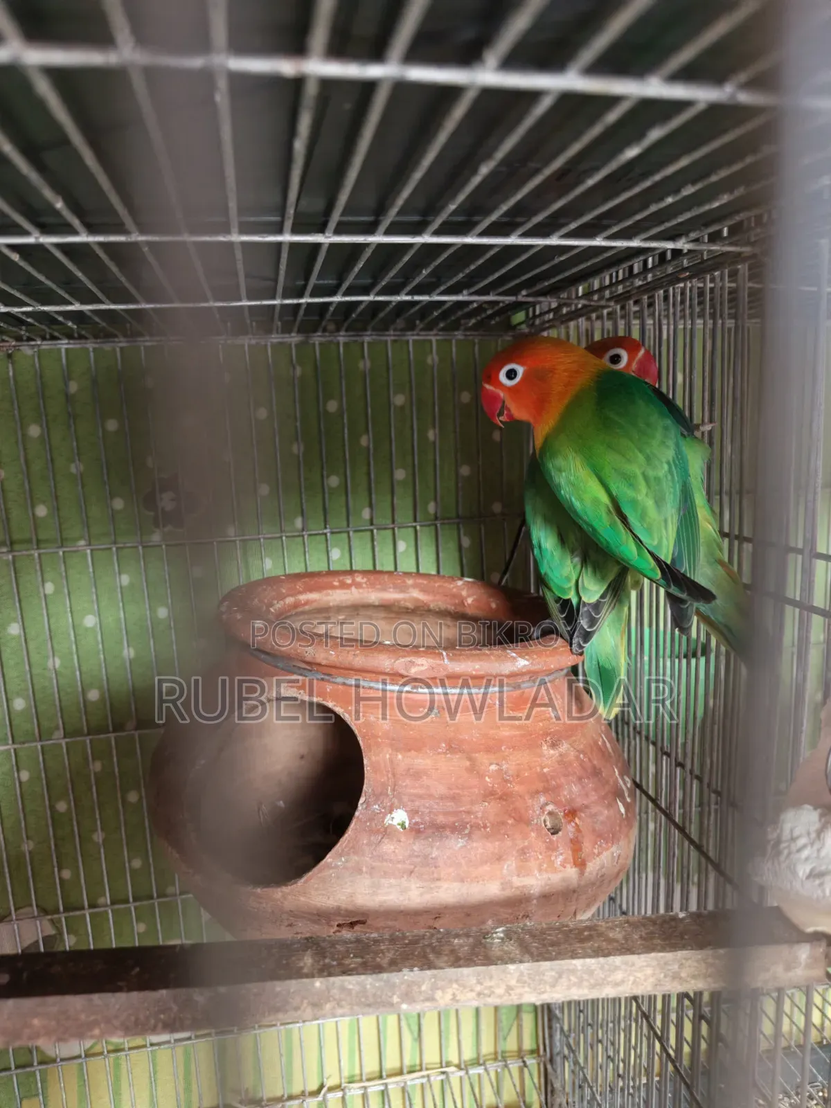 Running Lovebird Pair