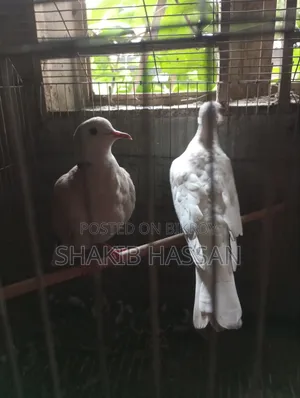 এক জোড়া অস্ট্রেলিয়ান জাতের রানিং ঘুঘু বিক্রিয় করা হবে