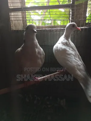 A pair of Australian breed running doves for sale