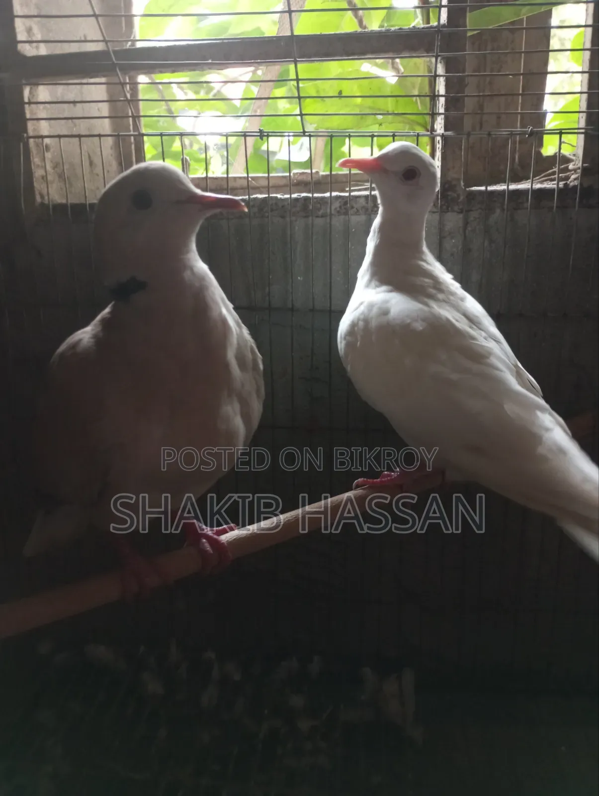 A pair of Australian breed running doves for sale